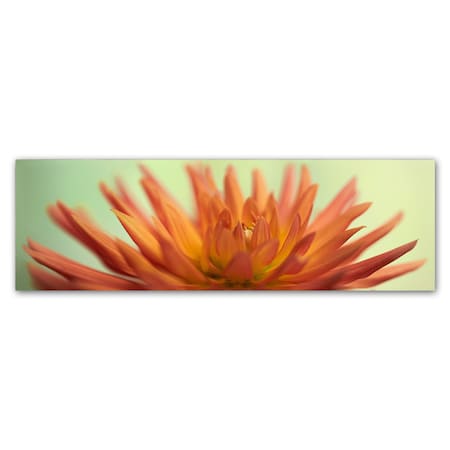 Cora Niele 'Orange Dahlia Scape' Canvas Art,8x24